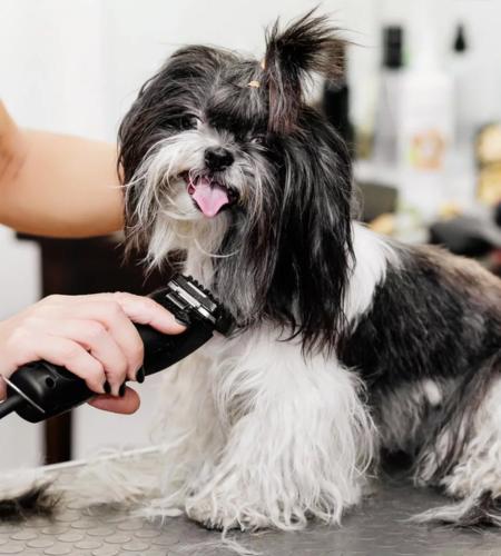 Grooming Supplies