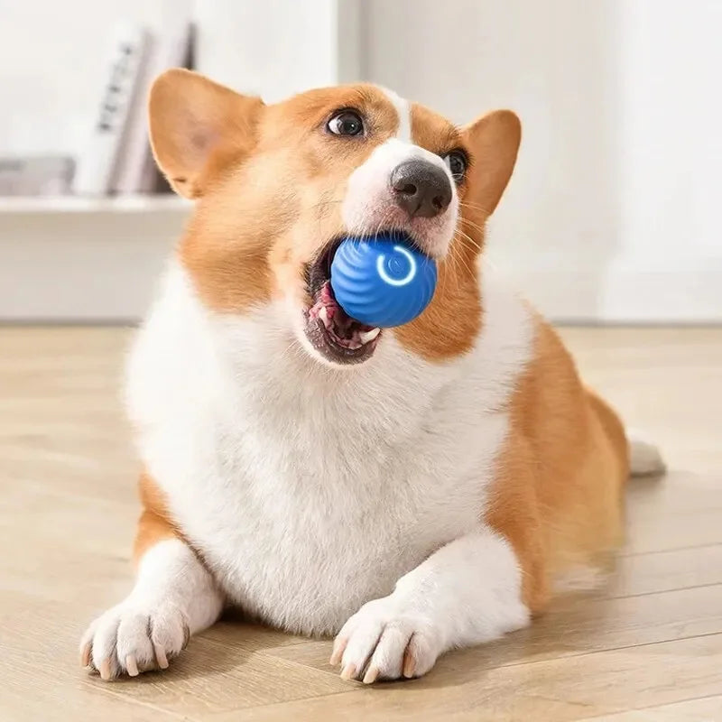 Chase Mate- Interactive Ball For Pets